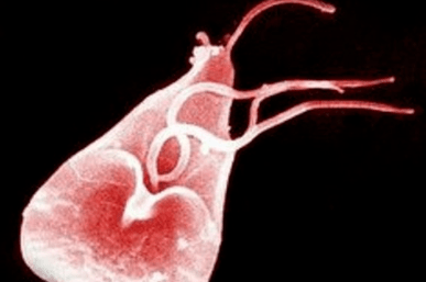 Lampbia