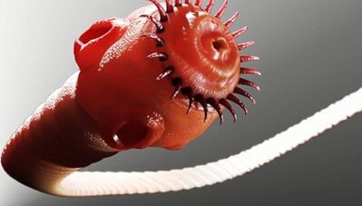 giza gorputzean parasito motak