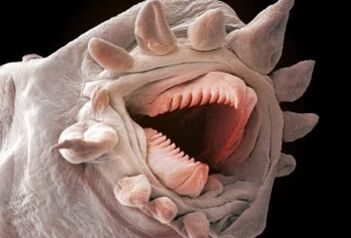 zer harrak bizi daitezkeen giza gorputzean