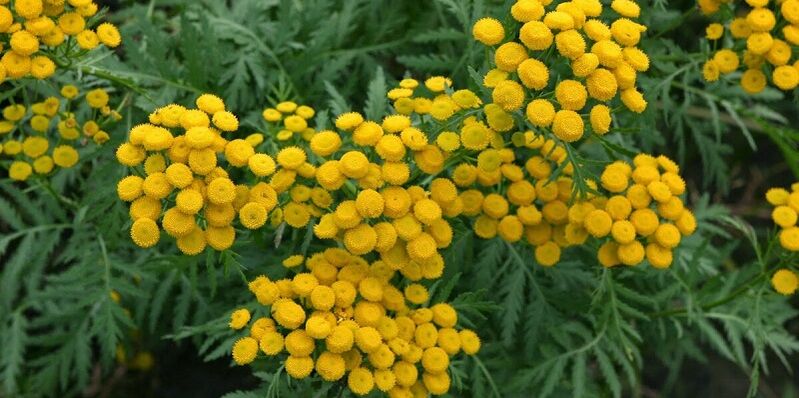 tansy parasitoak kentzeko gorputzetik